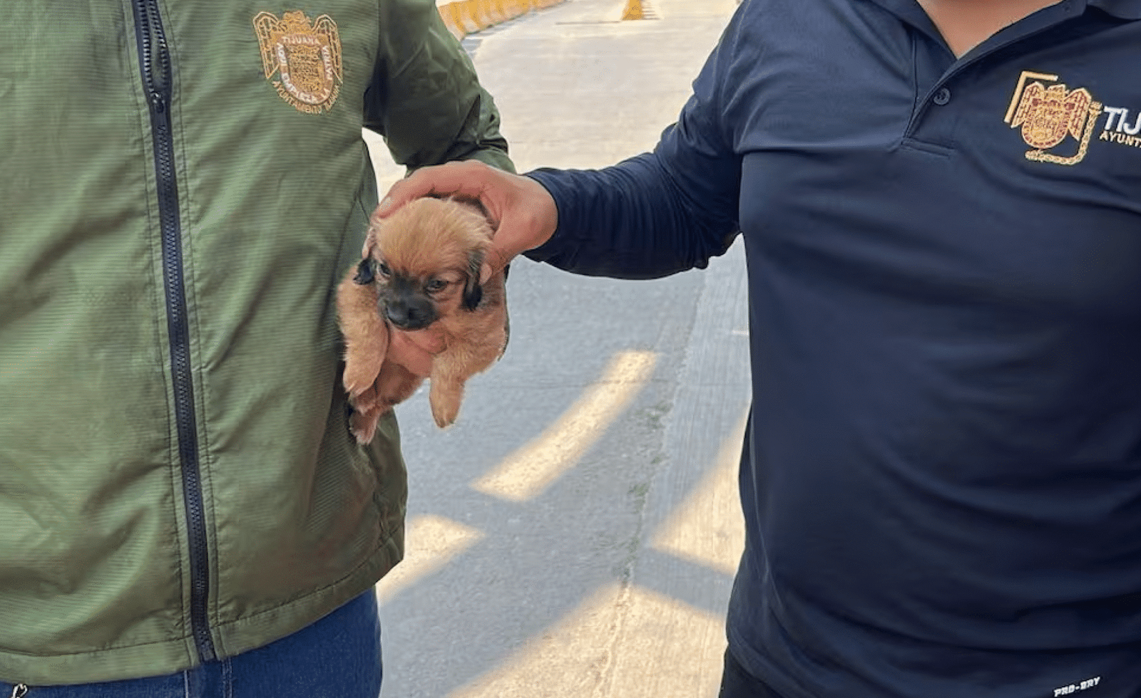 Rescatan a lomito abandonado tras intento de venta ilegal en la garita
